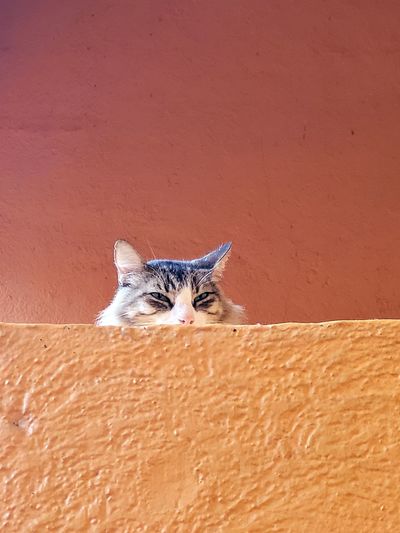 Portrait of cat resting against wall