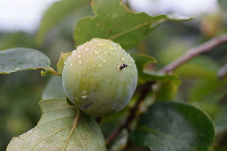 Close-up of wet fruit on plant