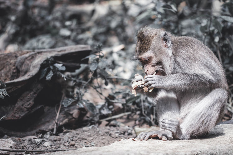 Close-up of monkey sitting in forest and eating 