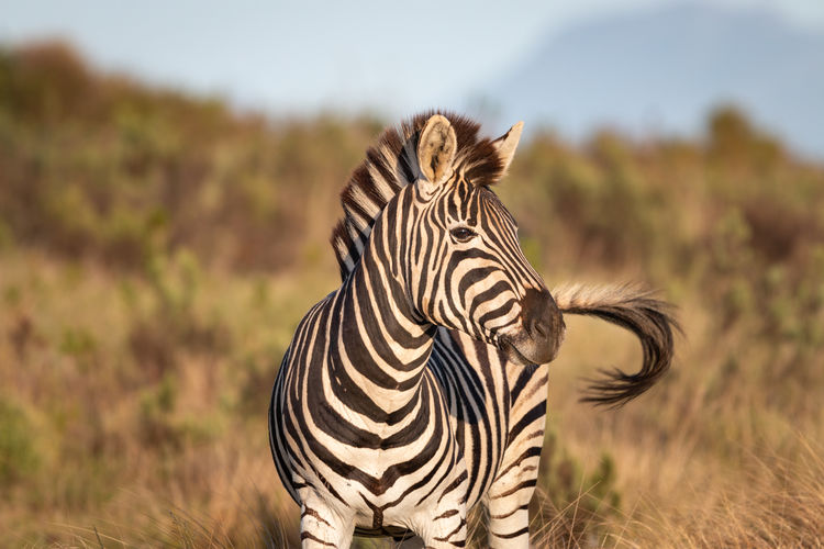 Cape mountain zebra in south africa at sunrise