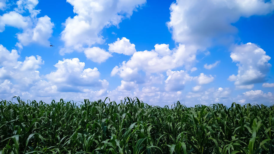 Millet plants field against a blue sky with white clouds
