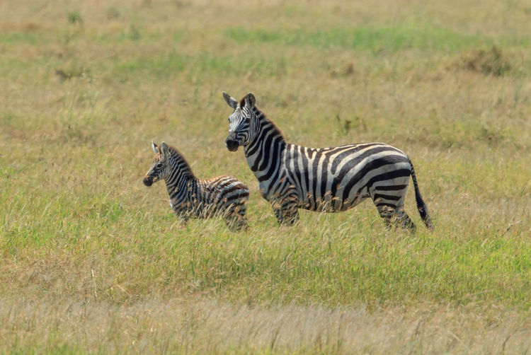 Zebras on field