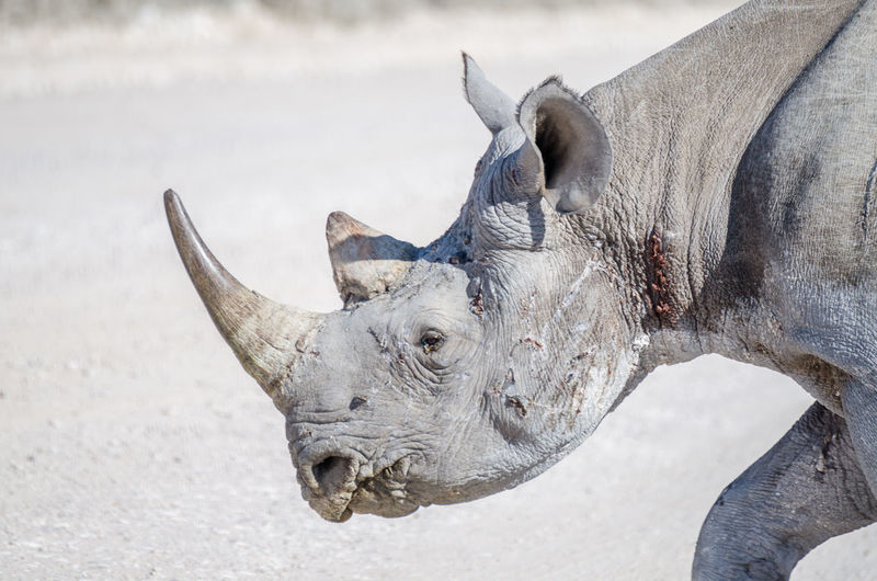 Close-up portrait of endangered black rhinoceros in etosha national park, namibia
