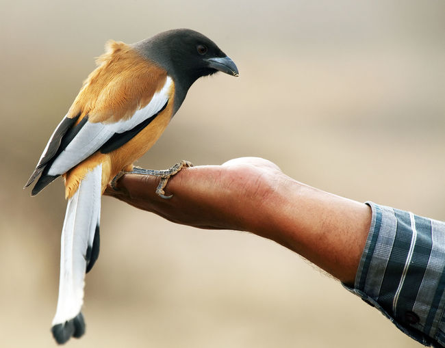 Indian crow perching on the hand of a tourist