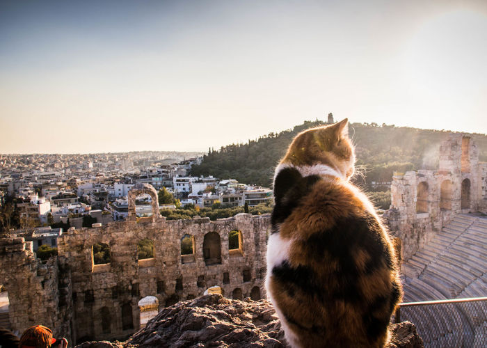 Close-up of cat on city against sky