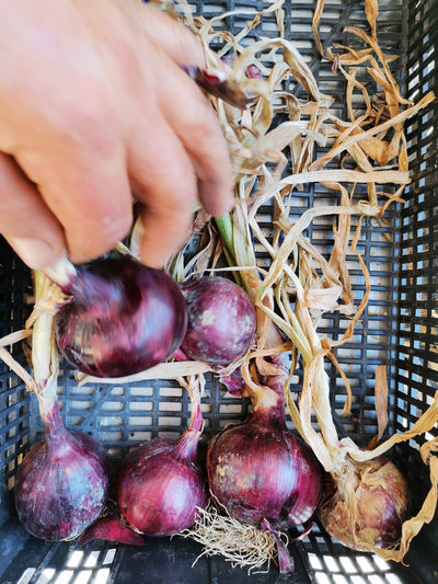 Close-up of person holding an organic red onion