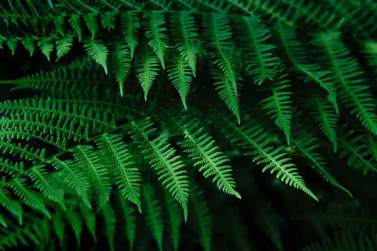 Natural blurred background of young fern leaves. selective focus