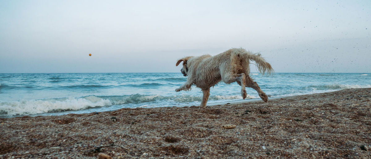 Golden retriever dog running towards the sea with a ball