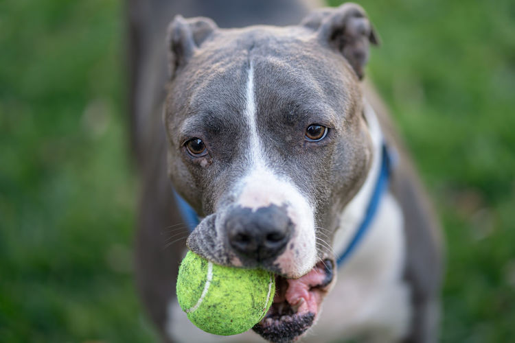 Close up of a pitbull  holding a tennis ball in his mouth running in a green field