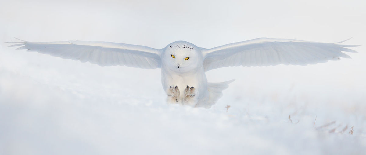 Portrait of snowy owl flying against clear sky