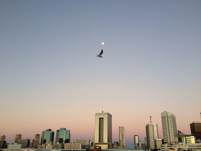 Bird flying over city against clear sky