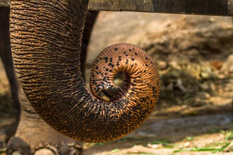 Close-up of snake