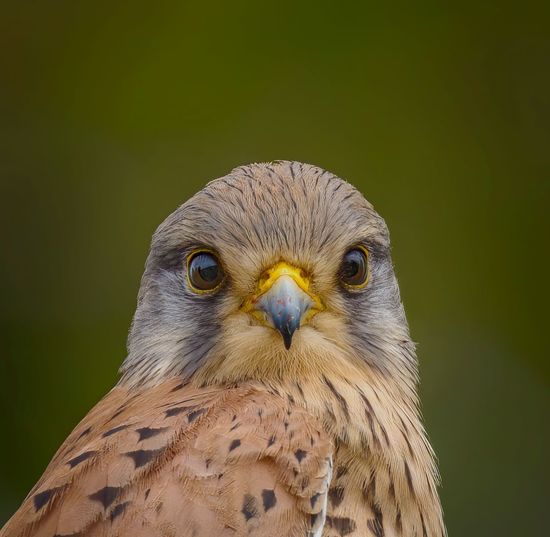 Close-up portrait of a kestrel
