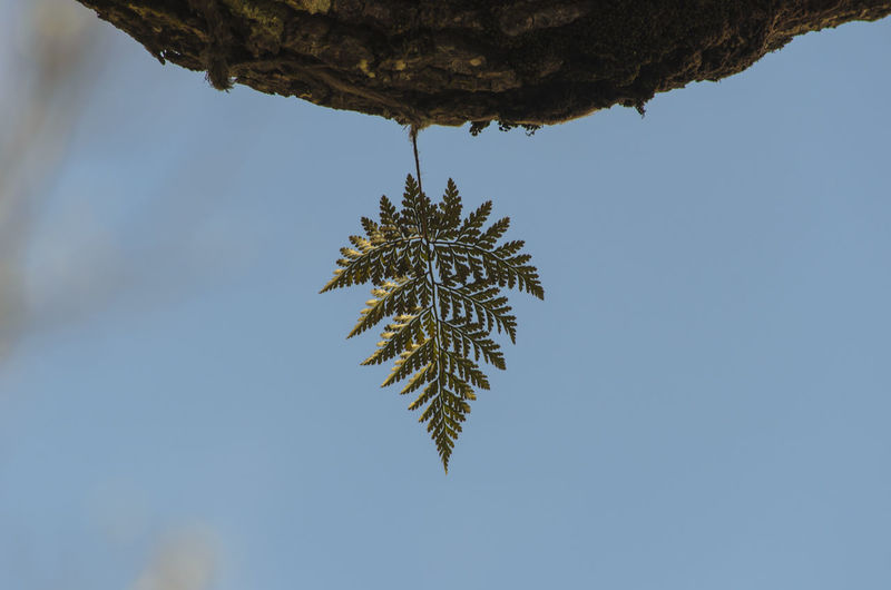 Directly below shot of fern on rock against sky