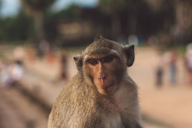 Close-up of monkey looking away outdoors