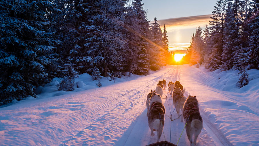 Sled dogs pulling cart on snow covered road