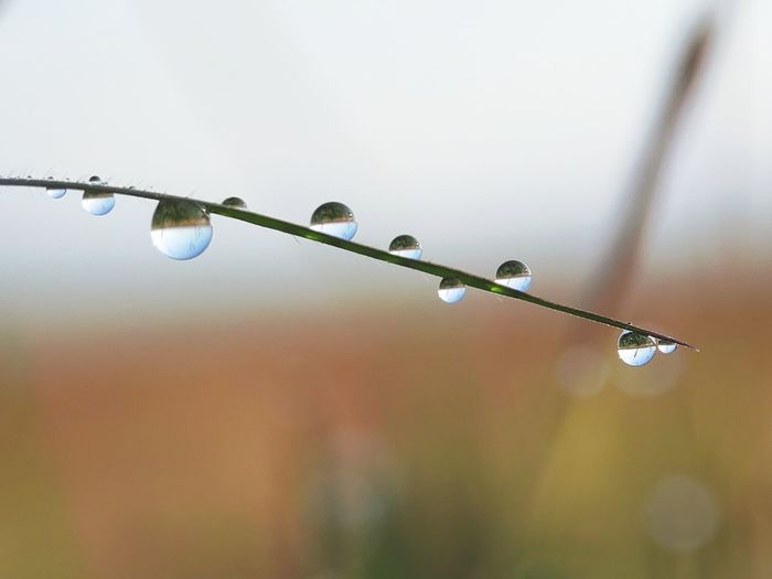 Close-up of water drops on plant