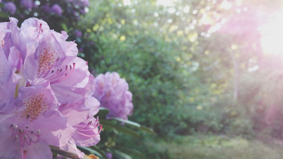 Close-up of pink flowering plant