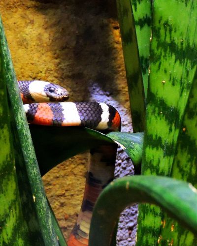 Sonoran coral snake on leaf
