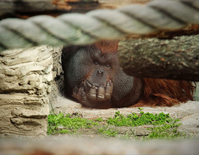 Close-up of orangutan in zoo