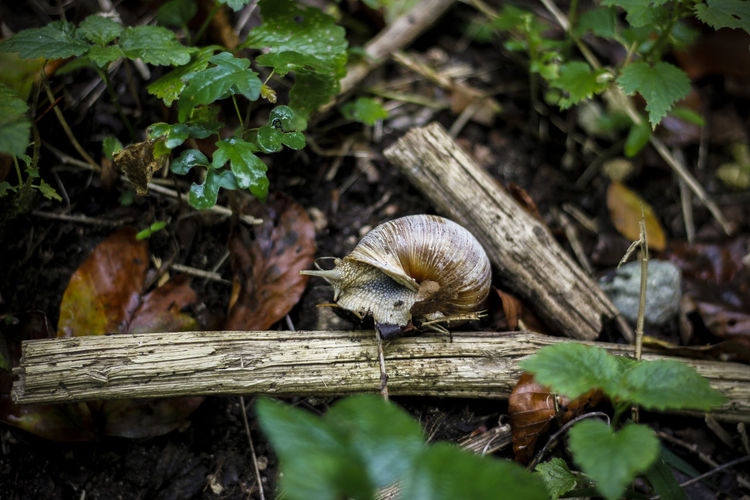 Close-up of snail on wood