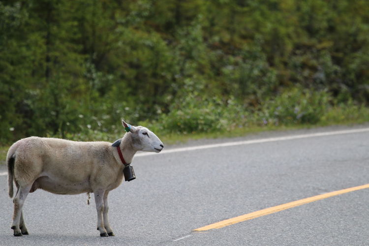 Goat standing on road