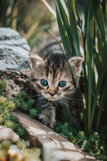 Young explorer with blue eyes, walking around the fence, trying to get to know his new home. 