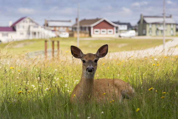 White-tailed doe lying in wild flowers staring intently with scattering of houses in soft focus