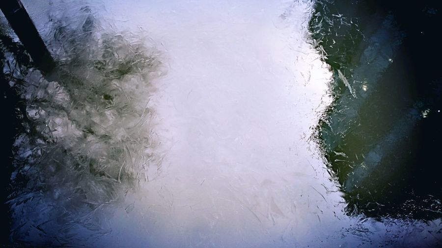 Reflection of trees in water