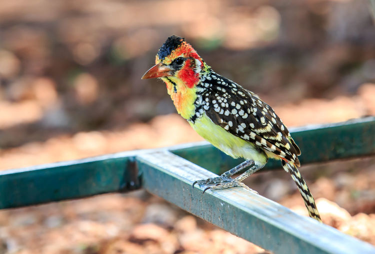 A red-and-yellow barbet up close