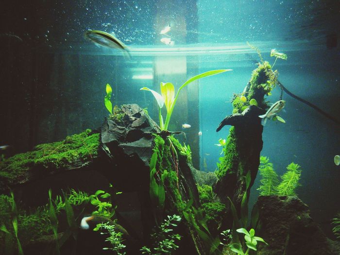 Plant in water
