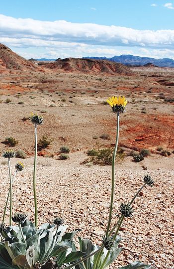 Yellow cactus growing on field against sky
