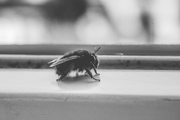 Close-up of insect on windowsill