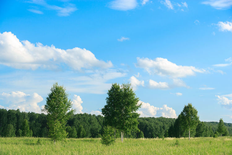 Trees on field against sky