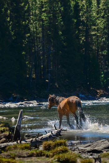 A horse is running in the kanas river by a forest.