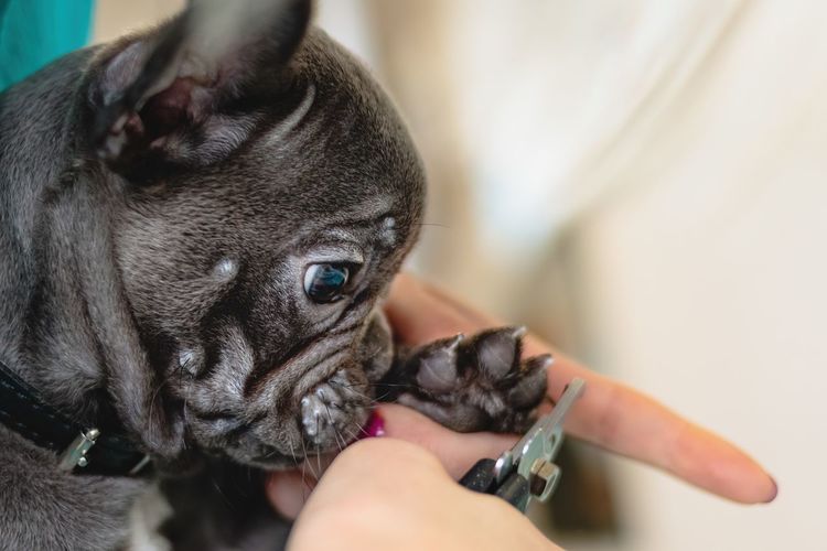 French bulldog getting nails cut with scissors at grooming salon and pet spa