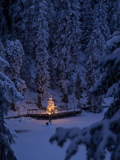 Illuminated christmas tree on snow covered landscape at night