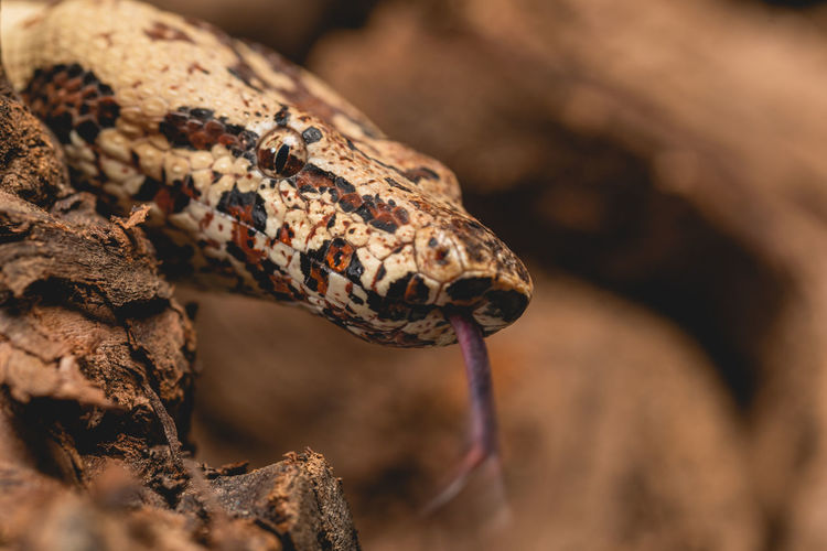 Close-up of a snake on rock