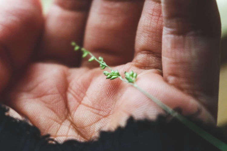 Close-up of a hand holding a tiny plant