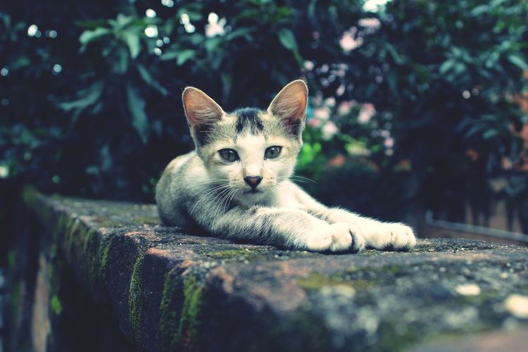 Portrait of kitten relaxing outdoors