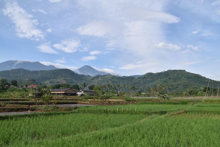 Beautiful green rice fields in the mountains