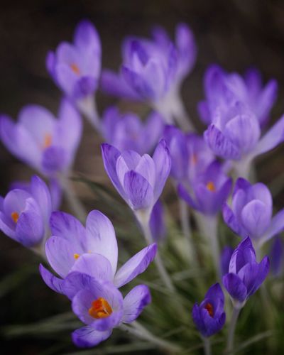 Close-up of purple crocuses blooming outdoors
