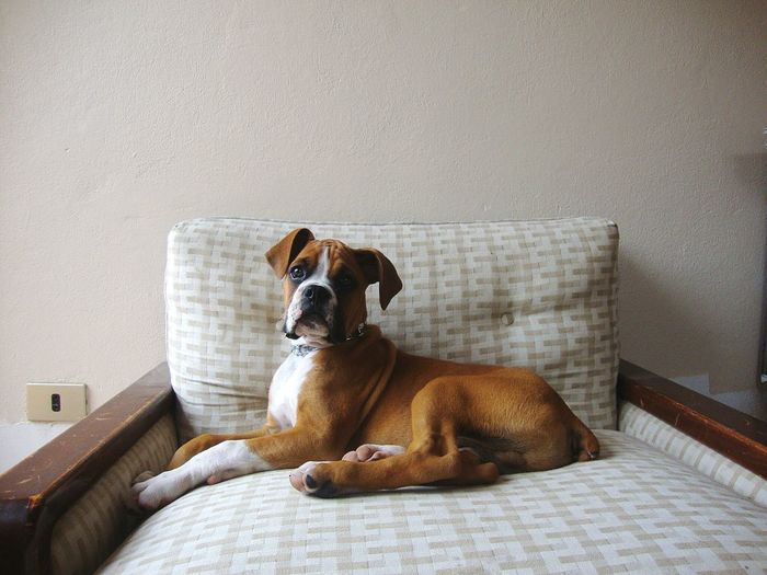 Boxer sitting on sofa at home
