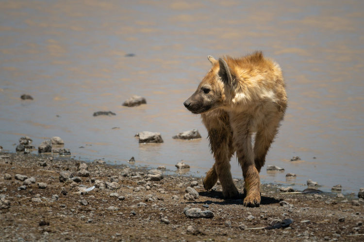 Spotted hyena turns while walking beside lake