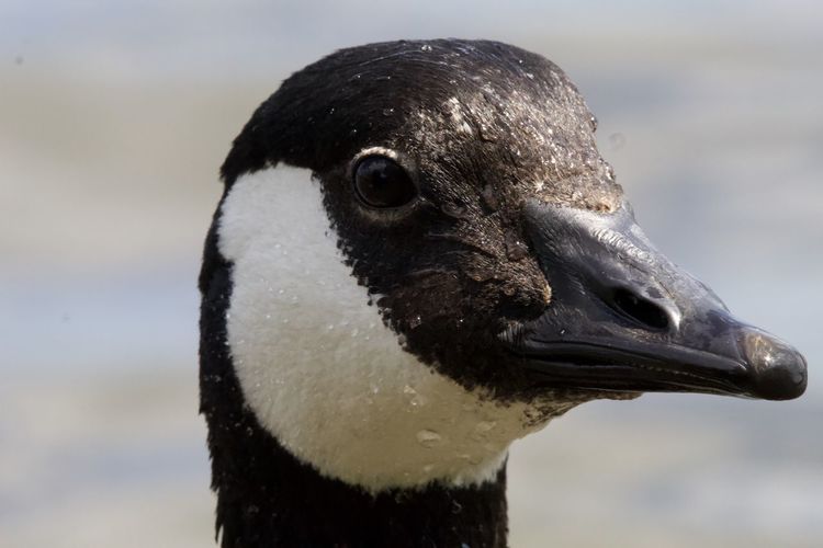 Close-up of a duck