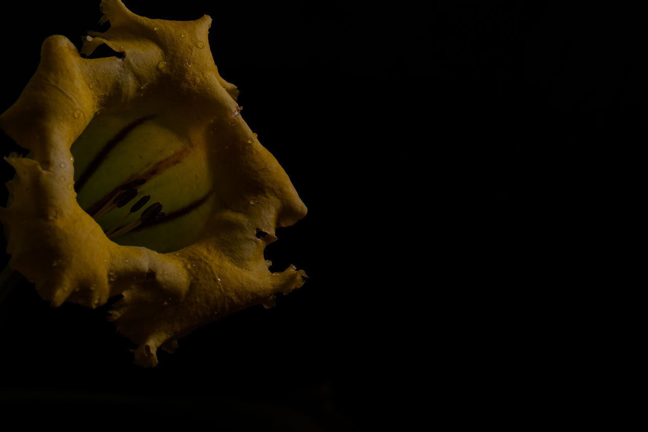 yellow, black background, macro photography, studio shot, darkness, leaf, flower, copy space, indoors, no people, close-up, animal, animal themes, single object, one animal, animal wildlife, cut out, nature
