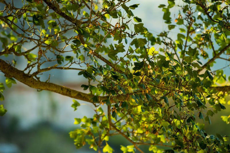 Low angle view of fruit tree