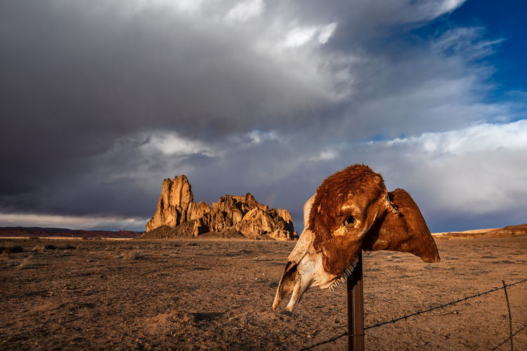 A horse skull rests on a fence post against a rugged desert landscape in monument valley, arizona.