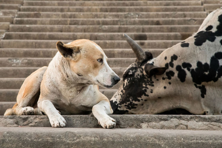 View of two dogs resting on staircase