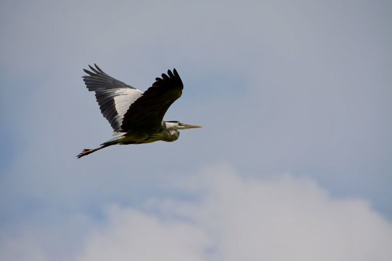 Low angle view of bird flying against sky